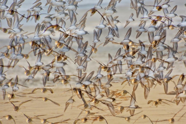 Edmonds-matthewJo-Sanderlings-Coming-and-Going_Photo_24x36