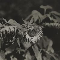 dellaGiordanoRo-Sunflower_1