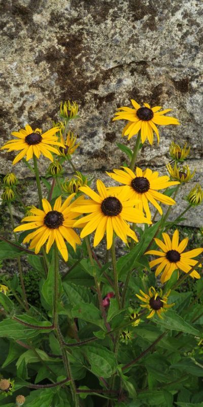 NusseyBr-Botanical-Garden-Sunflower-Wall_1
