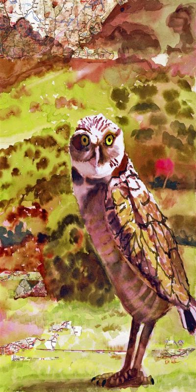 SklarRi-Burrowing-Owl_1