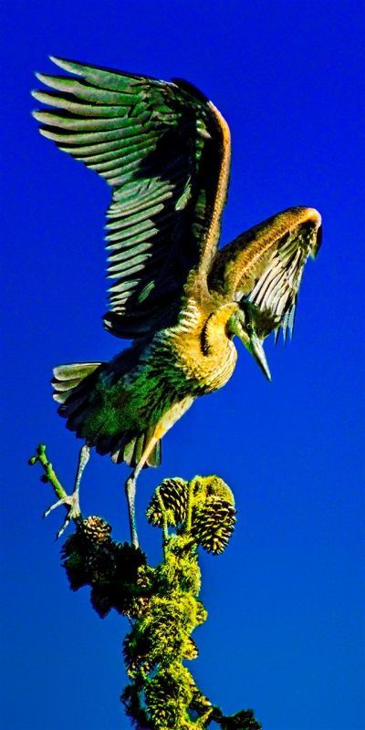 SobolHe-Heron-Above-Stow-Lake_1