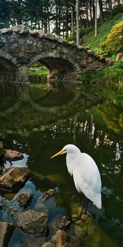 SobolHe-Rustic-Bridge-with-Egret_1