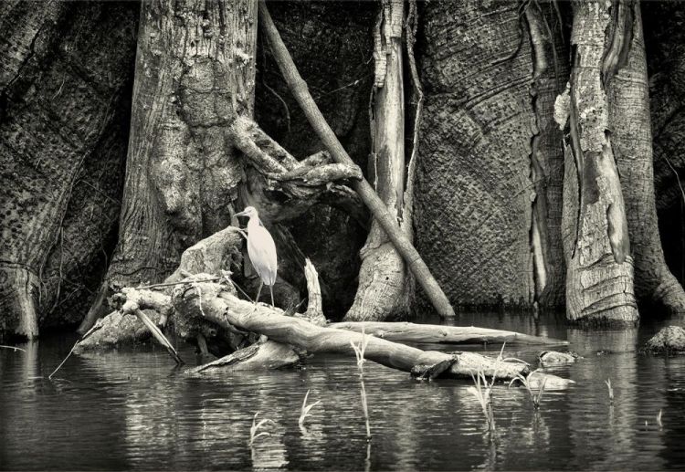 LevantJe_NewDayDawningPhoto-21x29