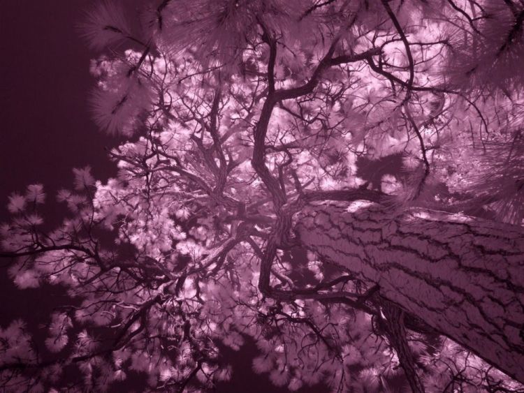 MuleyTheresa-Tree-Photo20x24