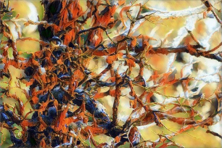 PopLiviaOrngBlosmPhotArt-11x14