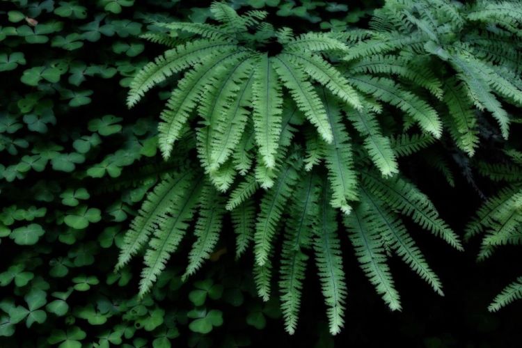 VVZ-FernsAndClover-pho21x27