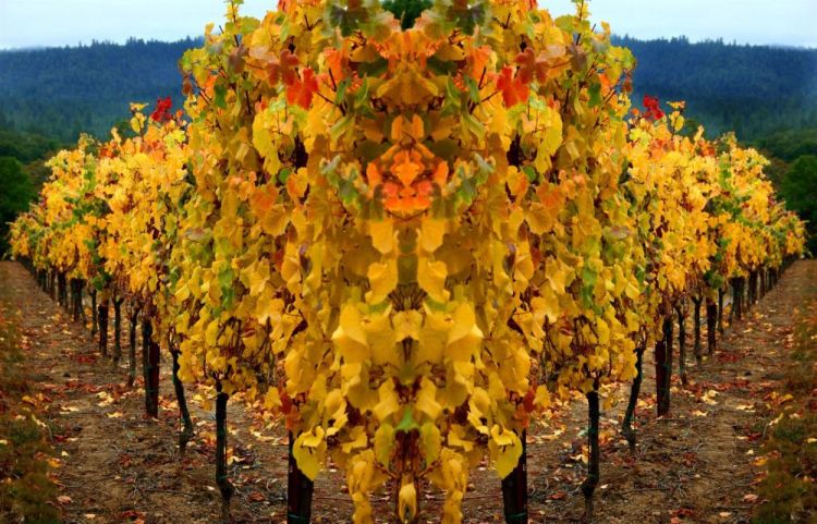 VVZ-LionInTheVines-pho21x27