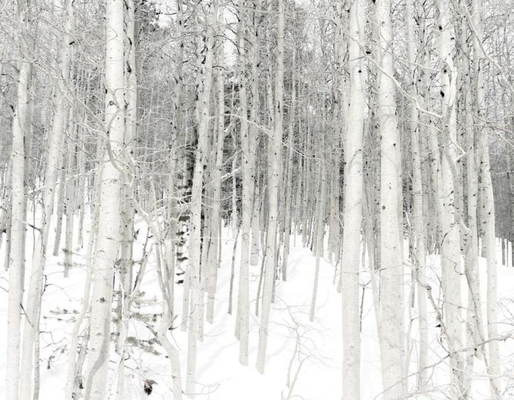 hauserje-Meditation-on-Snow-from-Triptych-2-photo16x20