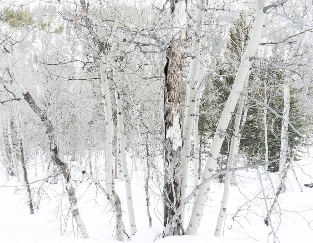 hauserje-Meditation-on-Snow-from-Triptych-photo-16x20