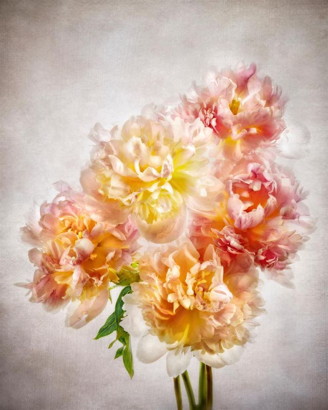 BorrelliPa_Peony-Bouquet_Photo_14x11