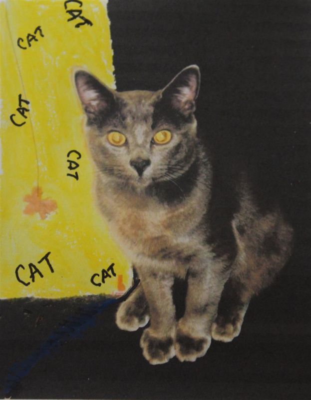 DriscollEl_Many-cats_PhotoArt_10x8