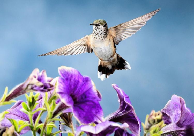 LocherDo_Humming-Landing_Photo_9x15