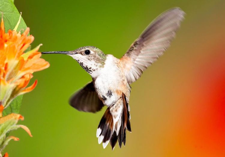 LocherDo_Hummingbird-Wing-Spread_Photo_9x15