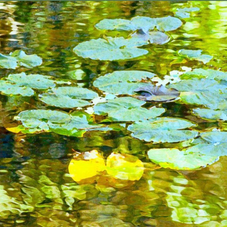 McGarrahDa_Green-Tranquility_Photo_12x12