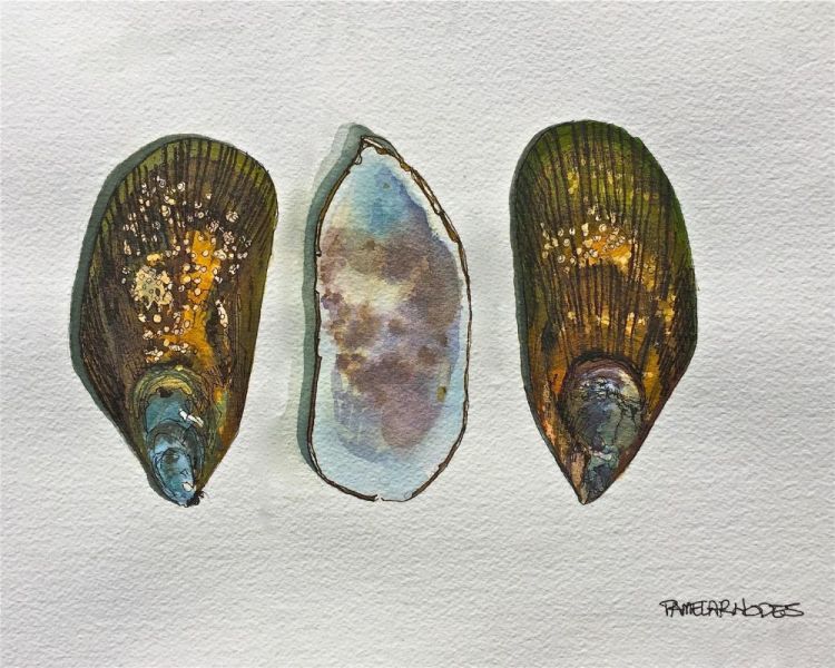RhodesPa_NZ-Mussels_WC_10x12