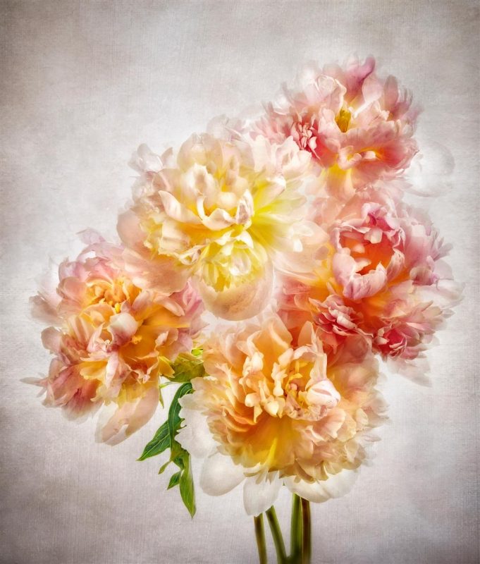 BorrelliPa_PeonyBouquet_Photo_24x18