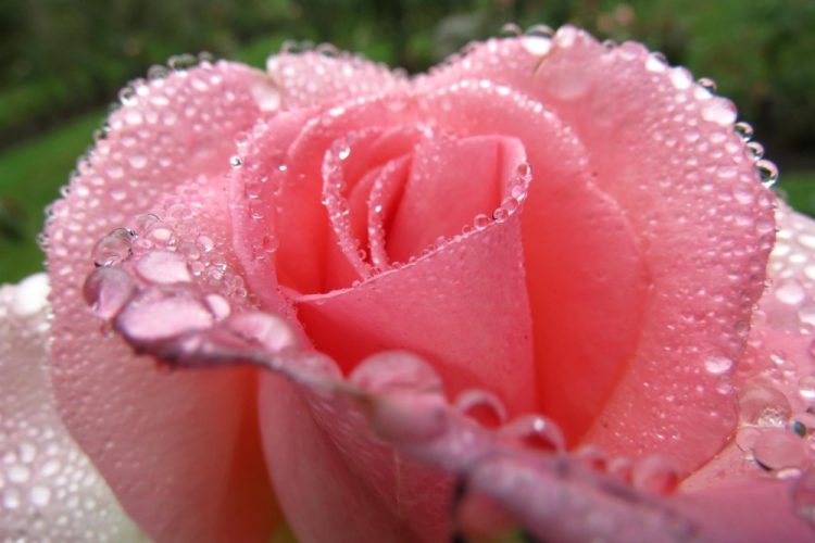 EverittAn_Rose&Dew_Photo_21x27