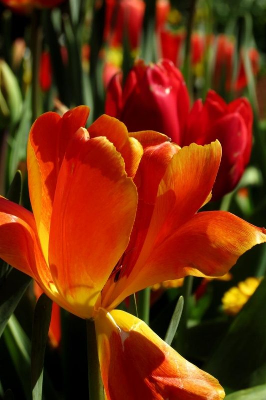 EverittAn_Tulip_Photo_27x21