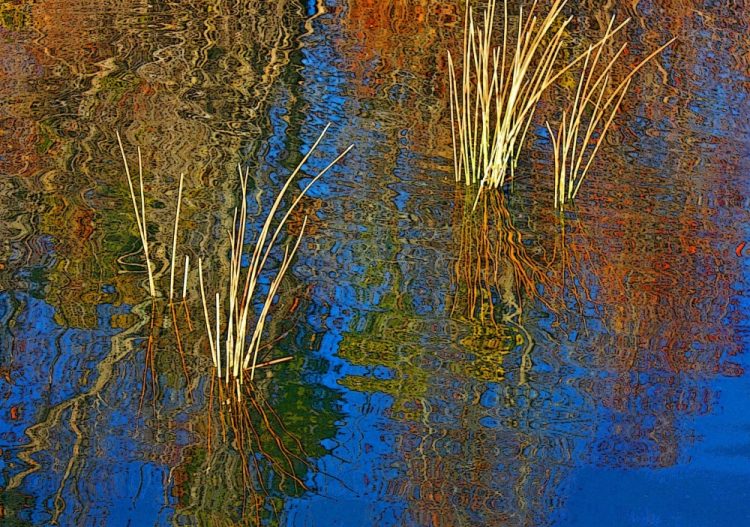 vanzandtvi_reedsandreflections_photo_21x27