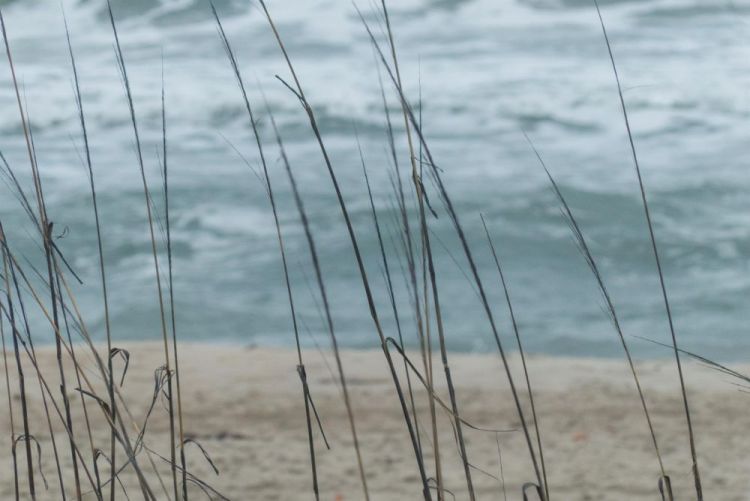 AllenLenell_Outer-Banks-Seashore-087_Photo_20x30