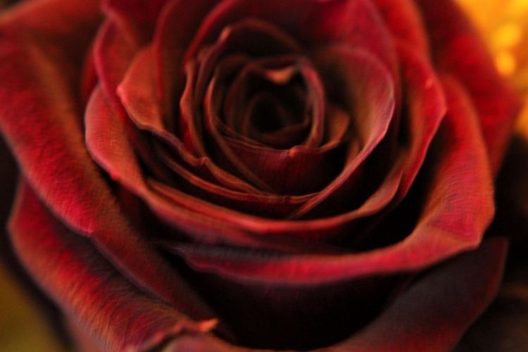 DriscollElla_darkrose_Photo_16x20