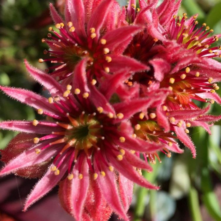 NewmanMeg_Twisting-Succulent_Photo_16x20