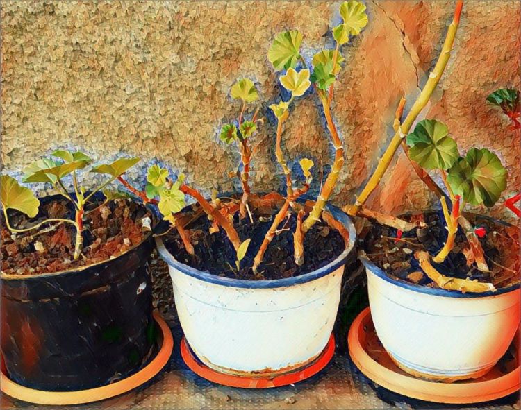 PopLivia-Roots_PhotoArt_11x14