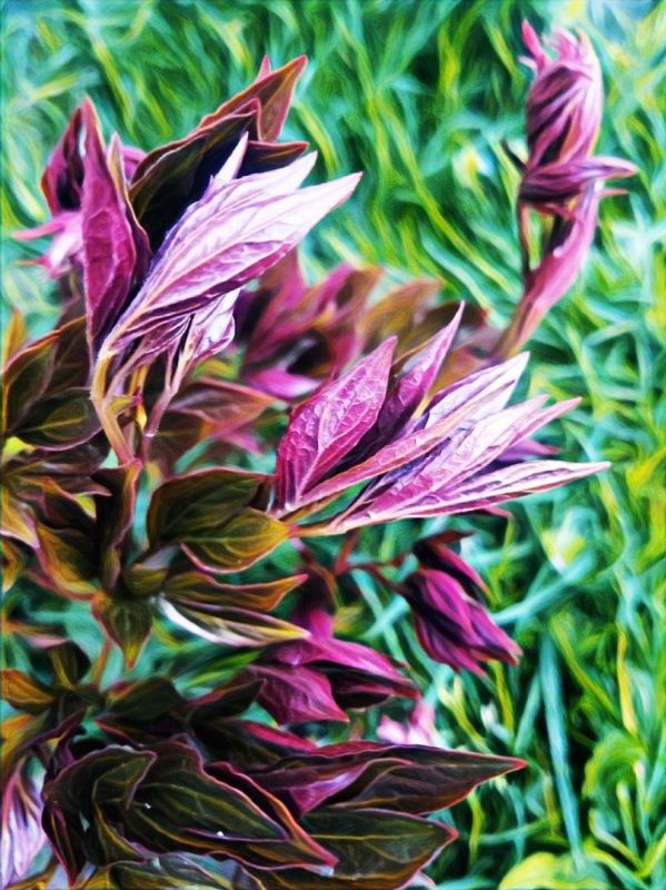 PopLivia_Purple-Claws_PhotoArt_11x14