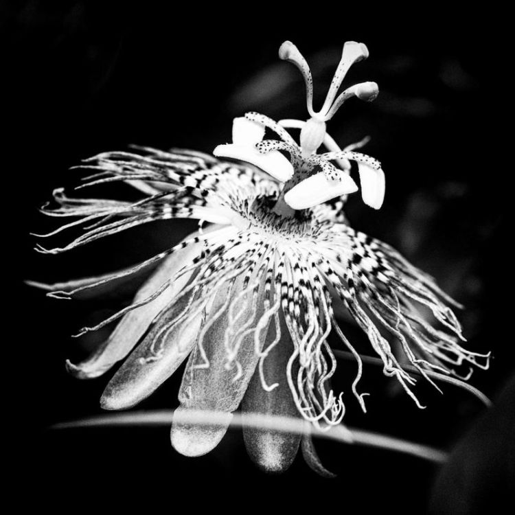 PopPatti_Urchin_Photo_8x8