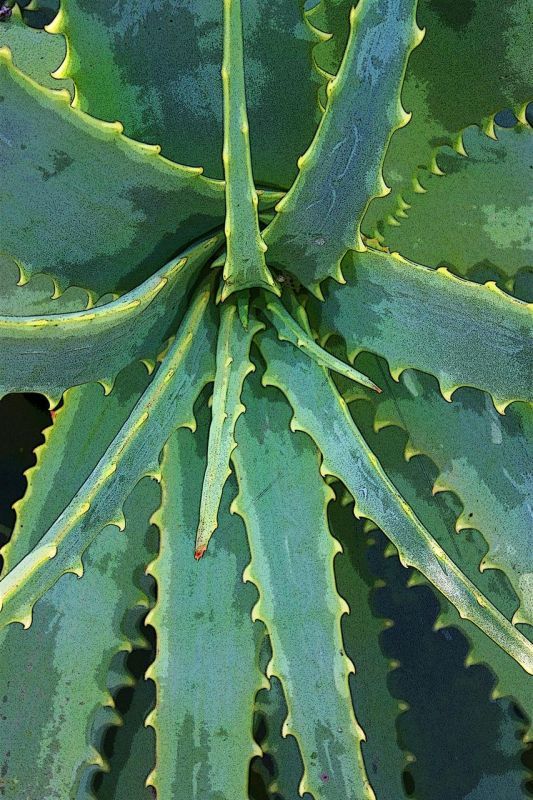 VanZandtVirginia_Cactus-Heart_Photo_27x21