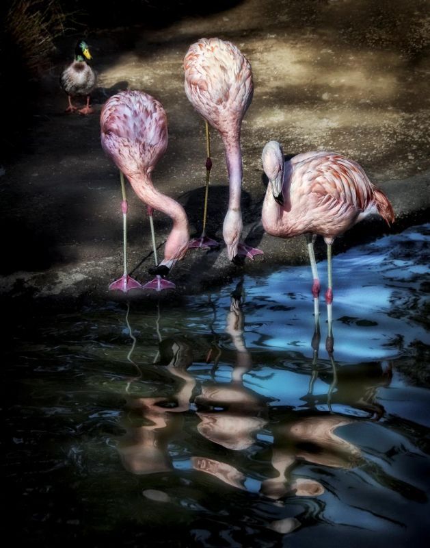 BorrelliPa-Tres-Flamingos_Photo_14x11