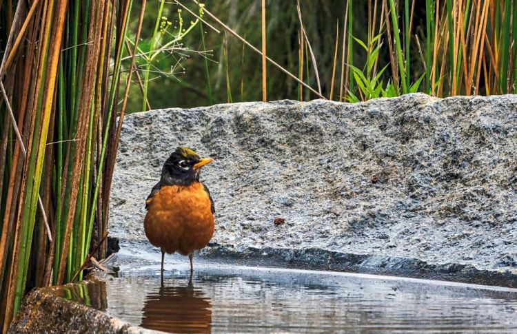 CataldoBe-Robin-Pool_Photo_15.5x21