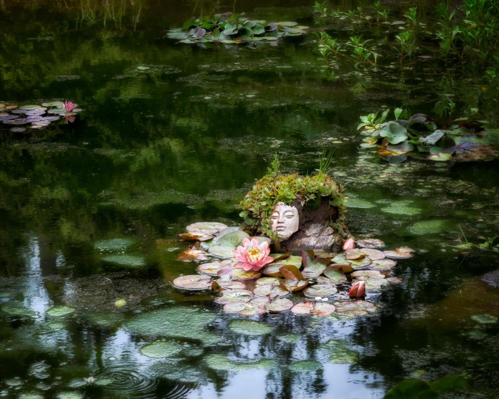 BorrelliPa_Buddha-Botanical-Pond_Photo_16x20