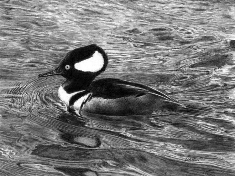 ArthurJe_Hooded-Merganser_Draw_17x21