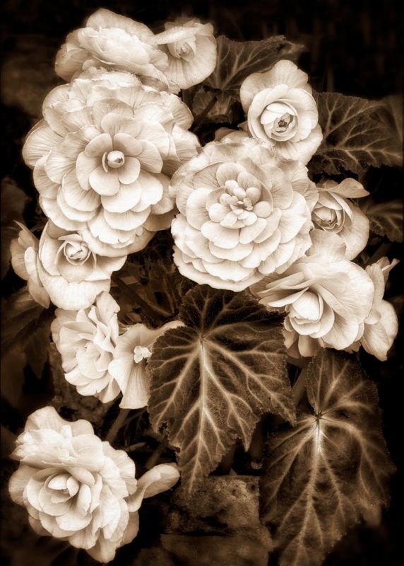 BorrelliPa_Begonia-Botanical-Garden_Photo_20x16