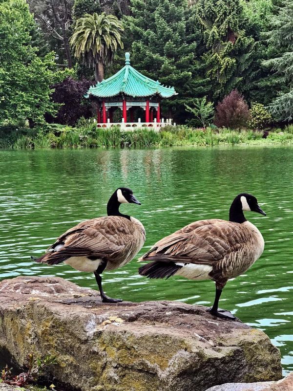 SobolHe_Chinese-Pavilion-with-Canada-Geese_Photo_20x16
