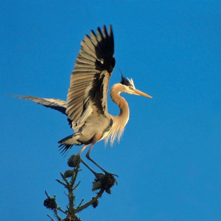 SobolHe_Heron-Above-Stow-Lake_Photo_14x14