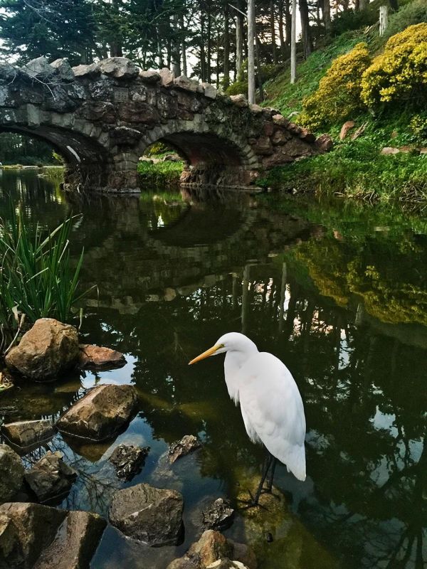 SobolHe_Rustic-Bridge-with-Egret_Photo_20x16