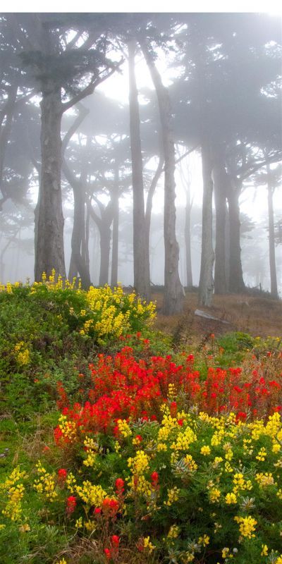 KayCh-Lands-End-Wildflowers-in-the-Fog_1