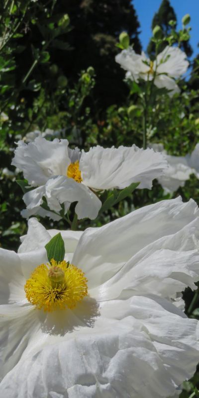 NusseyBr-Matilija-Poppies-San-Francisco-Botanical-Garden_1