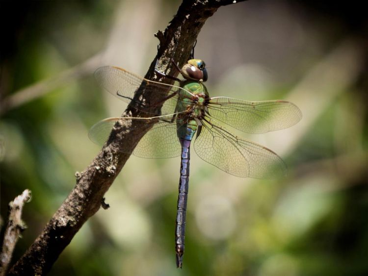 CataldoBe-Dragonfly-Design_Photo_12x16