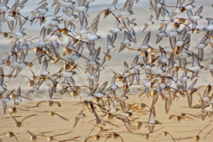 Edmonds-matthewJo-Sanderlings-Coming-and-Going_Photo_24x36