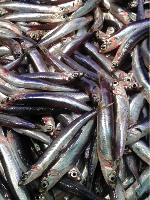 KrausCa-Barcelona-Fish-Market_PhotoArt_10x14