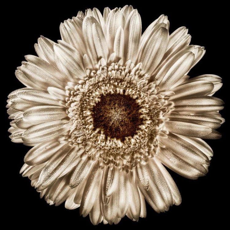 BorrelliPa-Gerbera_Photo_20x20