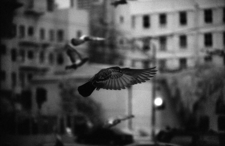 MerrellSu-McAllister-Street-Pigeon_Photo_25x31