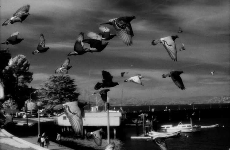 MerrellSu-Pigeons-at-Warf-1_Photo_25x31