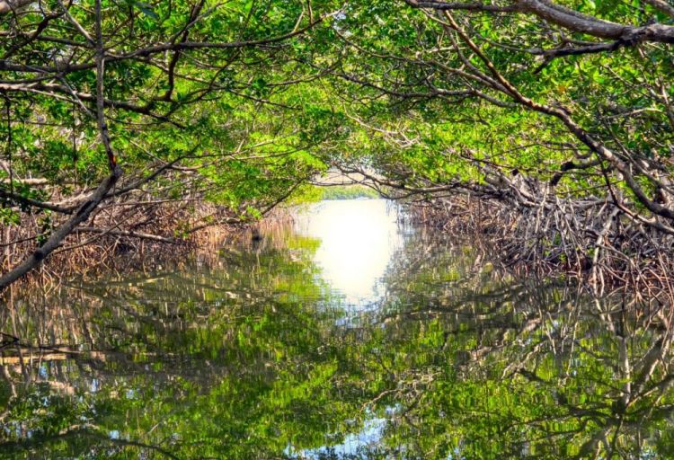 CainDe-Everglades-National-Park_photo16x20
