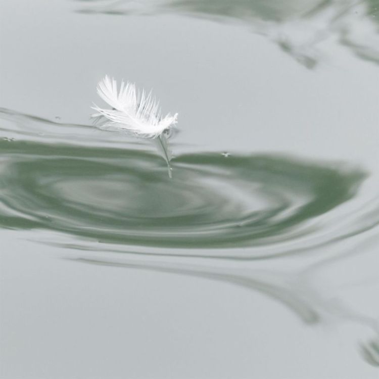 AllenLe-Feather-dancing-466_Photo_11x11