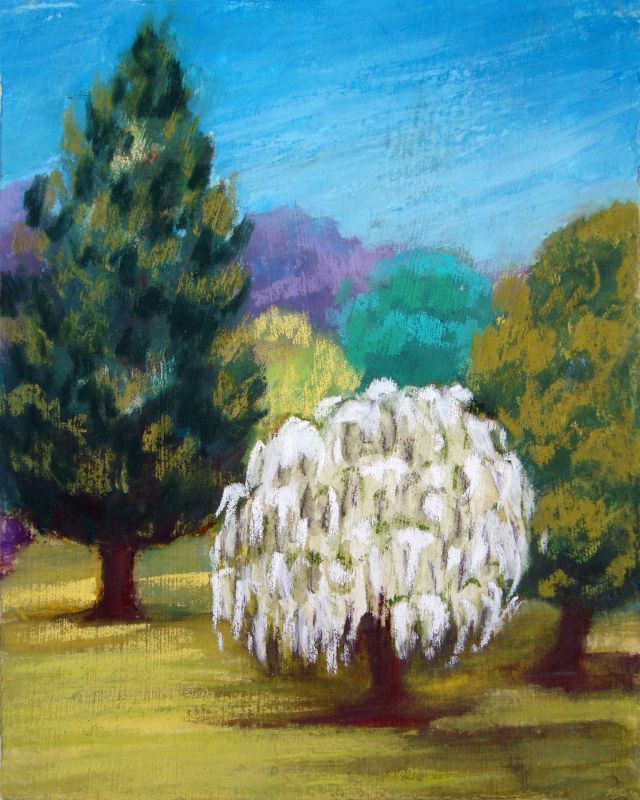 CoggeshallKa-a-White-Tree_Pastel_10x8