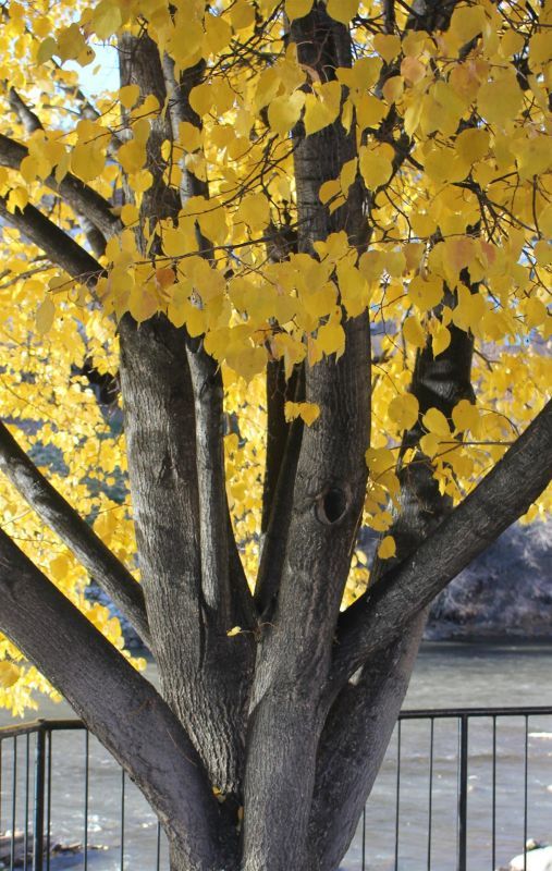VanZandtVi-Autumn-Tree_Photo_14x11